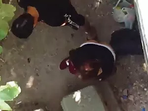 मुर्गा तरस सुंदरता क ...